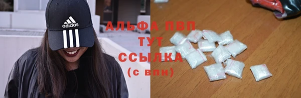 стаф Алзамай